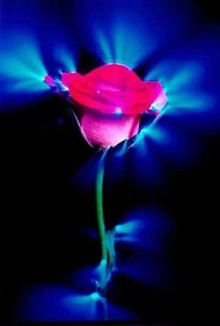 Фотография розы, выполненная с помощью Эффекта Кирлиан